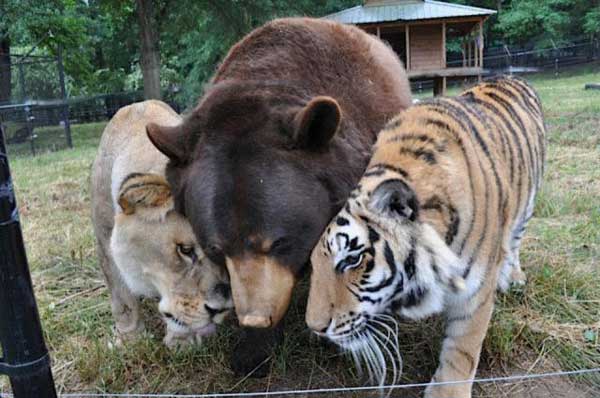 This unlikely group of friends were raised together since they were cubs... 1-Lion-Tiger-Bear