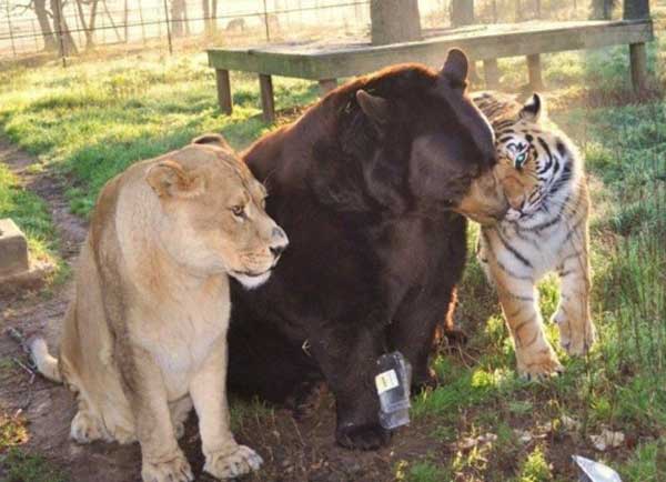 9-Lion-Tiger-Bear